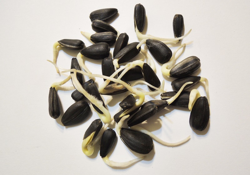 在家自制葵花籽芽方法步驟 在家自制葵花籽芽方法步驟