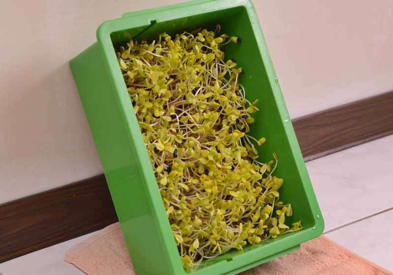 在家自制葵花籽芽方法步驟 在家自制葵花籽芽方法步驟