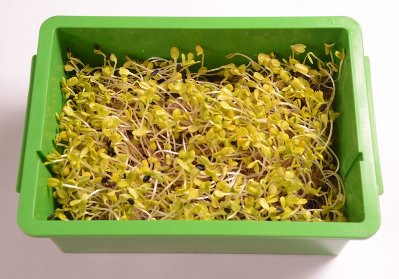 在家自制葵花籽芽方法步驟 在家自制葵花籽芽方法步驟