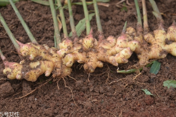 生姜怎么挑選 這樣挑準(zhǔn)沒錯(cuò) 生姜怎么挑選 這樣挑準(zhǔn)沒錯(cuò)