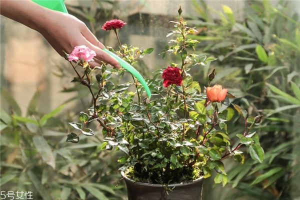 玫瑰花盆栽種植方法 玫瑰花盆栽在家這樣養(yǎng) 玫瑰花盆栽種植方法 玫瑰花盆栽在家這樣養(yǎng)