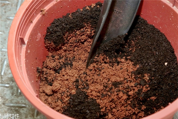 玫瑰花盆栽種植方法 玫瑰花盆栽在家這樣養(yǎng) 玫瑰花盆栽種植方法 玫瑰花盆栽在家這樣養(yǎng)