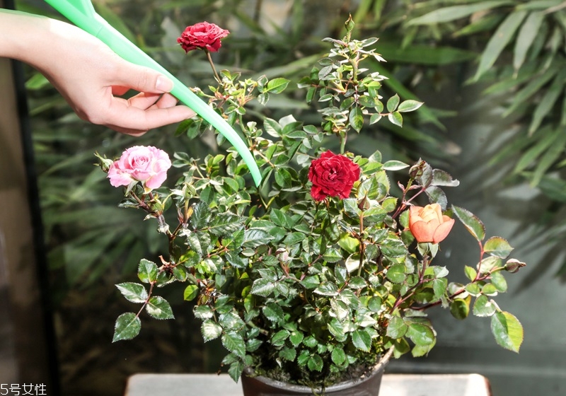 玫瑰花盆栽種植方法 玫瑰花盆栽在家這樣養(yǎng) 玫瑰花盆栽種植方法 玫瑰花盆栽在家這樣養(yǎng)