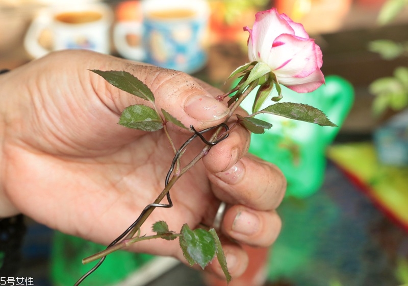 玫瑰花盆栽種植方法 玫瑰花盆栽在家這樣養(yǎng) 玫瑰花盆栽種植方法 玫瑰花盆栽在家這樣養(yǎng)