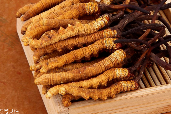 冬蟲(chóng)夏草的功效作用與知識(shí)要點(diǎn) 冬蟲(chóng)夏草的功效作用與知識(shí)要點(diǎn)