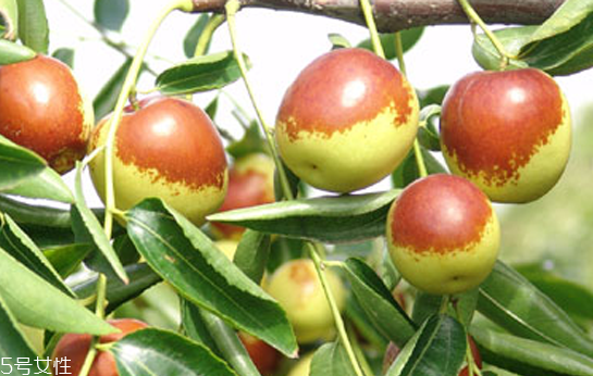 冬棗是熱性還是涼性 冬棗和紅棗的區(qū)別 冬棗是熱性還是涼性 冬棗和紅棗的區(qū)別