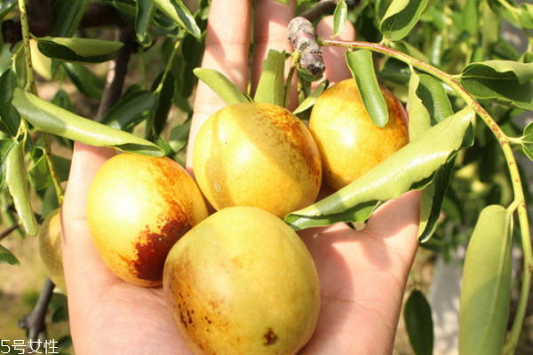 冬棗洗過(guò)之后變紅色是為什么 吃冬棗的副作用及壞處 冬棗洗過(guò)之后變紅色是為什么 吃冬棗的副作用及壞處