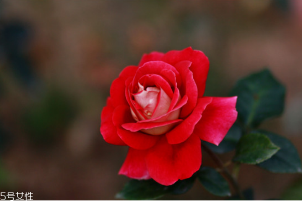 手腳冰涼用什么泡腳好 教你體寒泡腳加什么 手腳冰涼用什么泡腳好 教你體寒泡腳加什么