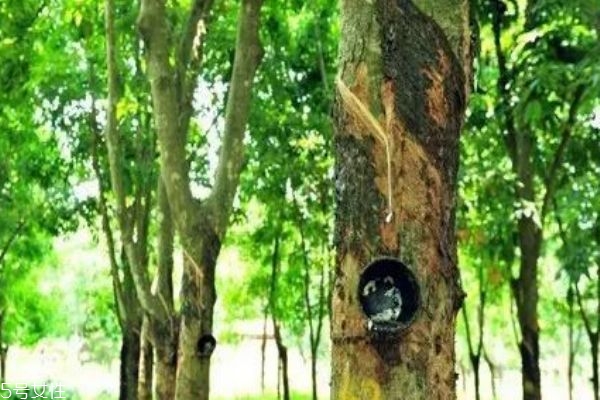 橡木和橡木膠的區(qū)別 小心別被騙了 橡木和橡木膠的區(qū)別 小心別被騙了