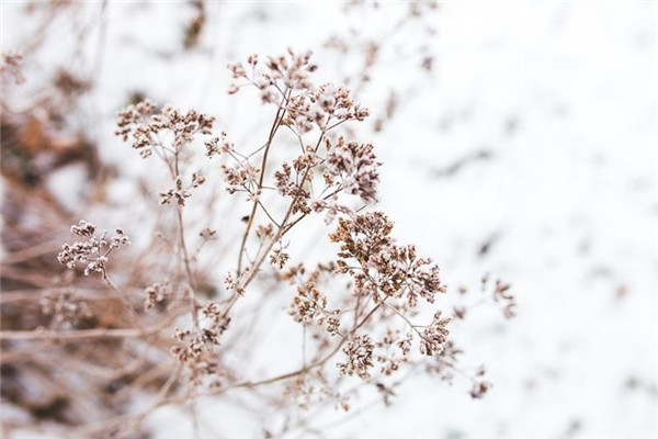 立冬進(jìn)補(bǔ)吃什么最好最養(yǎng)生 立冬進(jìn)補(bǔ)吃什么最好最養(yǎng)生