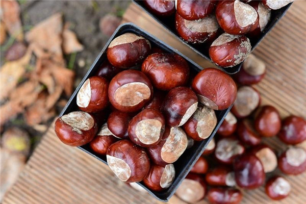 立冬進(jìn)補(bǔ)吃什么最好最養(yǎng)生 立冬進(jìn)補(bǔ)吃什么最好最養(yǎng)生