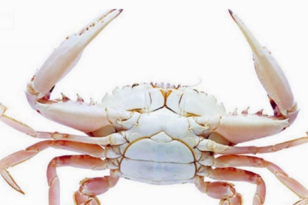 隔夜的螃蟹能不能吃 怎么保存熟螃蟹 隔夜的螃蟹能不能吃 怎么保存熟螃蟹