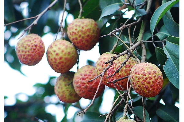 荔枝有什么營養(yǎng)價值?有什么保健功效? 荔枝有什么營養(yǎng)價值?有什么保健功效?