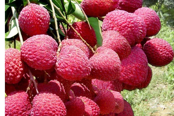 荔枝有什么營養(yǎng)價值?有什么保健功效? 荔枝有什么營養(yǎng)價值?有什么保健功效?