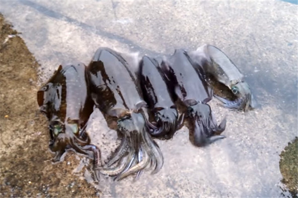 怎么殺黑烏賊 剪這里黑烏賊瞬間變白 怎么殺黑烏賊 剪這里黑烏賊瞬間變白