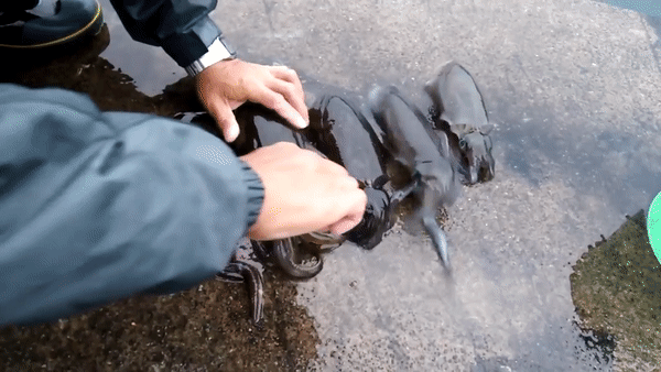 怎么殺黑烏賊 剪這里黑烏賊瞬間變白 怎么殺黑烏賊 剪這里黑烏賊瞬間變白