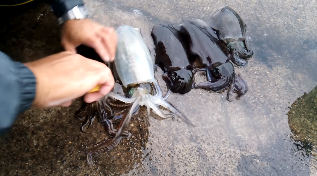 怎么殺黑烏賊 剪這里黑烏賊瞬間變白 怎么殺黑烏賊 剪這里黑烏賊瞬間變白
