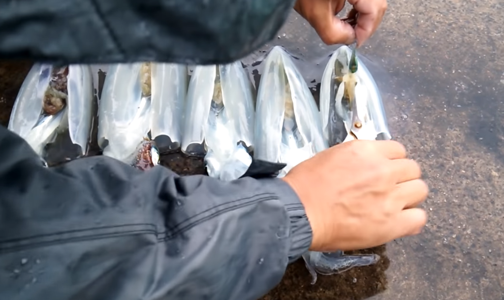 怎么殺黑烏賊 剪這里黑烏賊瞬間變白 怎么殺黑烏賊 剪這里黑烏賊瞬間變白