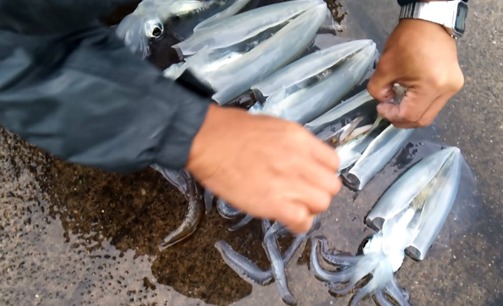 怎么殺黑烏賊 剪這里黑烏賊瞬間變白 怎么殺黑烏賊 剪這里黑烏賊瞬間變白