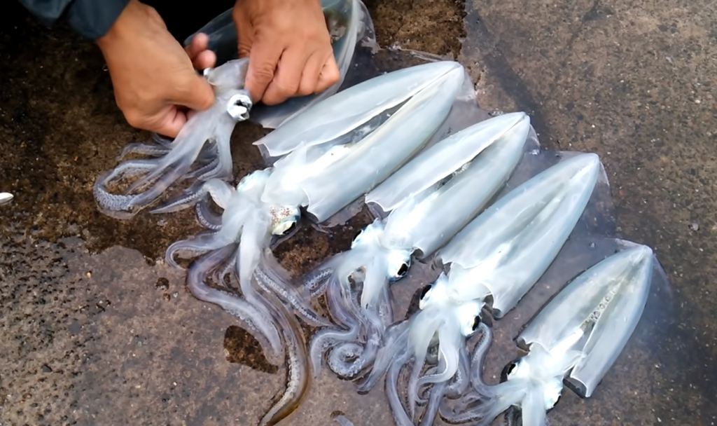 怎么殺黑烏賊 剪這里黑烏賊瞬間變白 怎么殺黑烏賊 剪這里黑烏賊瞬間變白