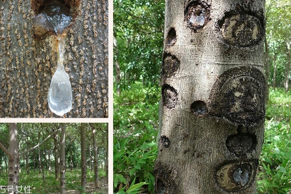 雪燕產(chǎn)地哪里的最好 全球最優(yōu)秀3大產(chǎn)地 雪燕產(chǎn)地哪里的最好 全球最優(yōu)秀3大產(chǎn)地