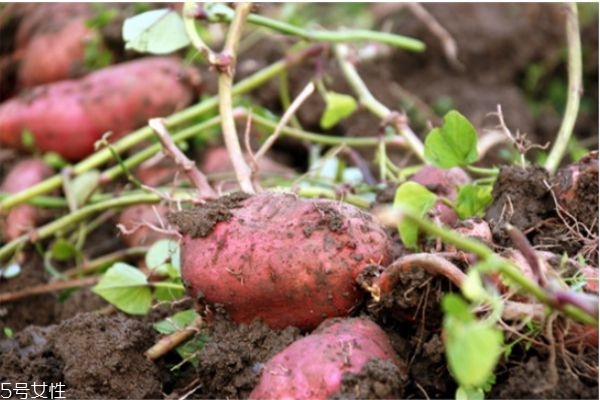 怎么蒸紅薯 蒸紅薯的做法 怎么蒸紅薯 蒸紅薯的做法