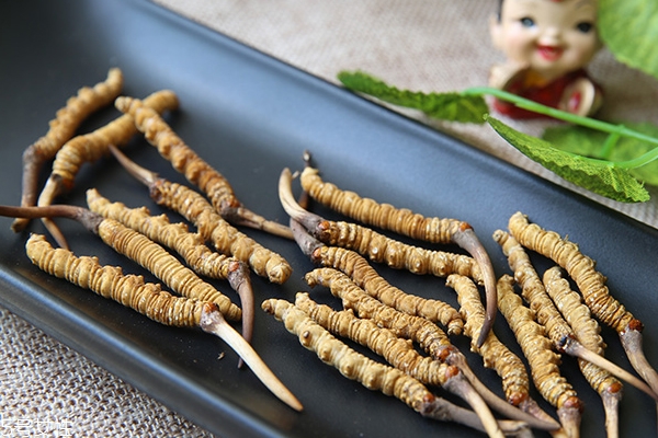 冬蟲(chóng)夏草產(chǎn)地哪里最好 中國(guó)最有名3大產(chǎn)區(qū)pk 冬蟲(chóng)夏草產(chǎn)地哪里最好 中國(guó)最有名3大產(chǎn)區(qū)pk