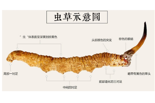 怎么挑冬蟲夏草顏色 6個方面好壞對比圖 怎么挑冬蟲夏草顏色 6個方面好壞對比圖