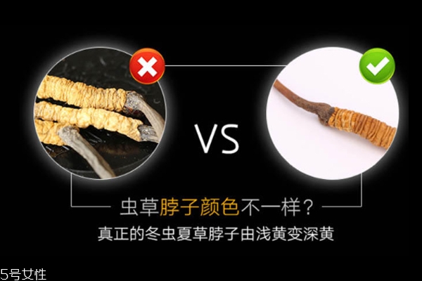 怎么挑冬蟲夏草顏色 6個方面好壞對比圖 怎么挑冬蟲夏草顏色 6個方面好壞對比圖