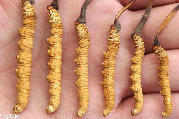 冬蟲夏草是什么味道 吃起來像毛豆 冬蟲夏草是什么味道 吃起來像毛豆