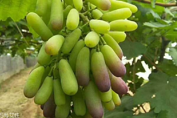 法國葡萄品種有哪些 法國最著名4大品種 法國葡萄品種有哪些 法國最著名4大品種