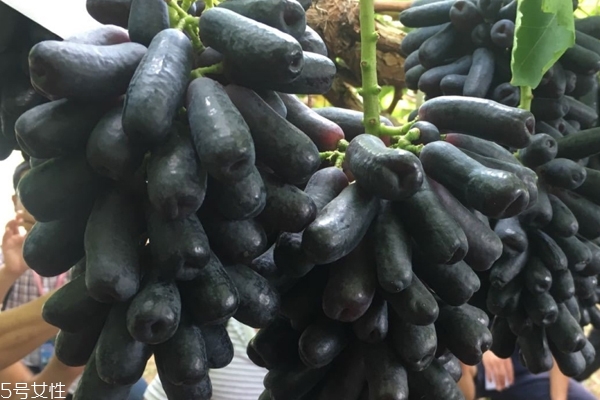 法國葡萄品種有哪些 法國最著名4大品種 法國葡萄品種有哪些 法國最著名4大品種