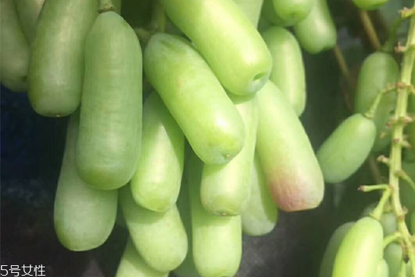 法國葡萄品種有哪些 法國最著名4大品種 法國葡萄品種有哪些 法國最著名4大品種