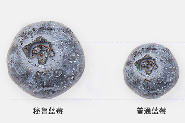 藍(lán)莓越大越好嗎 正常藍(lán)莓5角錢(qián)硬幣大小 藍(lán)莓越大越好嗎 正常藍(lán)莓5角錢(qián)硬幣大小