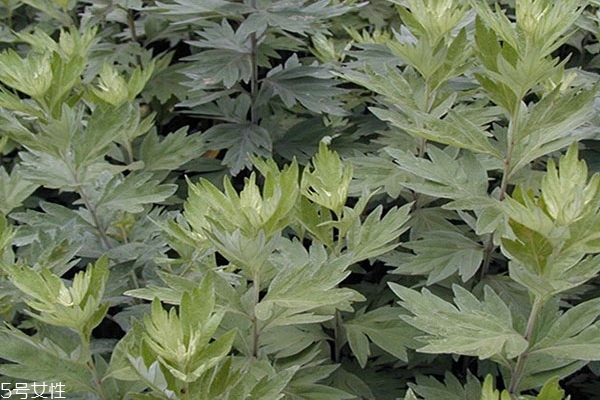 艾葉怎么吃 教你幾招 艾葉怎么吃 教你幾招