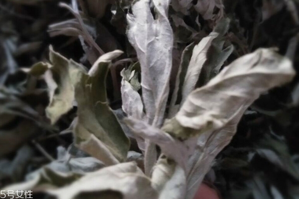 艾葉怎么吃 教你幾招 艾葉怎么吃 教你幾招