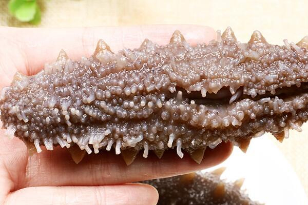 最好的海參什么顏色 3種褐色 最好的海參什么顏色 3種褐色