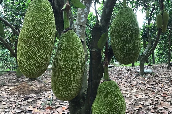 菠蘿蜜為什么貴 有以下原因 菠蘿蜜為什么貴 有以下原因