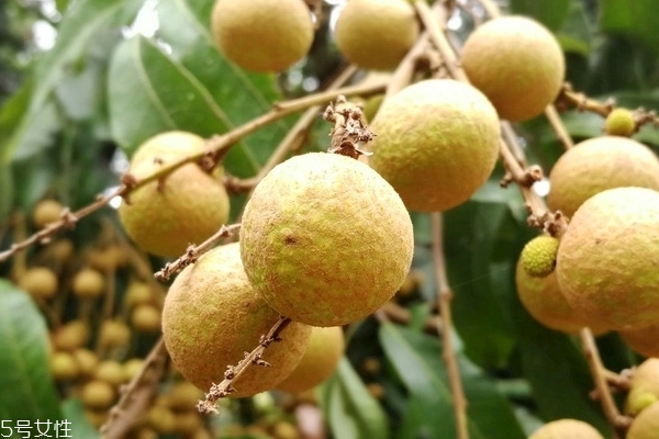 龍眼糖尿病人可以吃嗎 最好不吃 龍眼糖尿病人可以吃嗎 最好不吃