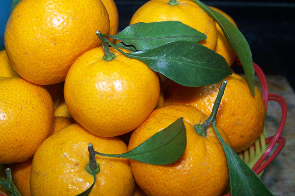 橘子什么顏色的好吃 橘子顏色變化過(guò)程 橘子什么顏色的好吃 橘子顏色變化過(guò)程