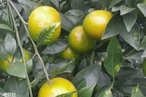 皇帝柑怎么保存 皇帝柑可以放冰箱嗎 皇帝柑怎么保存 皇帝柑可以放冰箱嗎