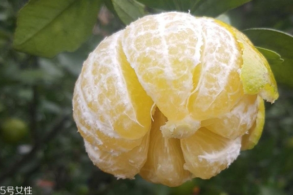 皇帝柑怎么保存 皇帝柑可以放冰箱嗎 皇帝柑怎么保存 皇帝柑可以放冰箱嗎