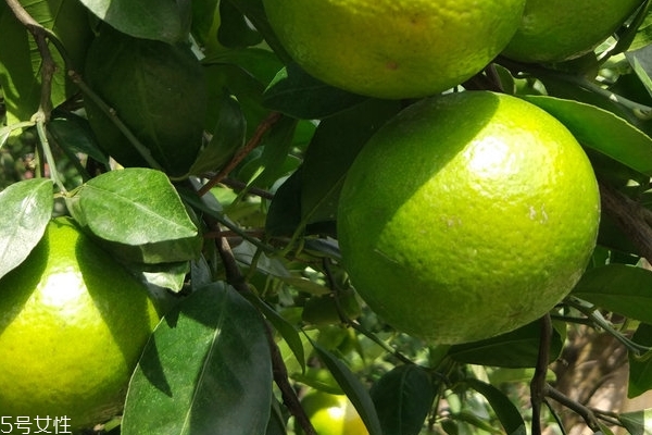 皇帝柑每畝產(chǎn)多少斤 皇帝柑和新會柑是一樣的品種嗎 皇帝柑每畝產(chǎn)多少斤 皇帝柑和新會柑是一樣的品種嗎