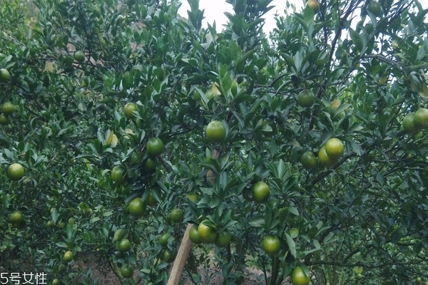 皇帝柑每畝產(chǎn)多少斤 皇帝柑和新會柑是一樣的品種嗎 皇帝柑每畝產(chǎn)多少斤 皇帝柑和新會柑是一樣的品種嗎