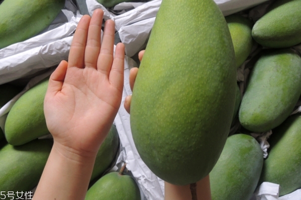 凱特芒果會變黃嗎 會變這個顏色 凱特芒果會變黃嗎 會變這個顏色