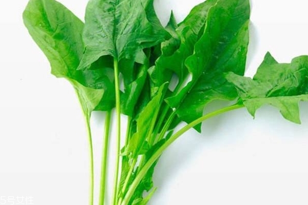 菠菜會(huì)過敏嗎 有這個(gè)可能 菠菜會(huì)過敏嗎 有這個(gè)可能
