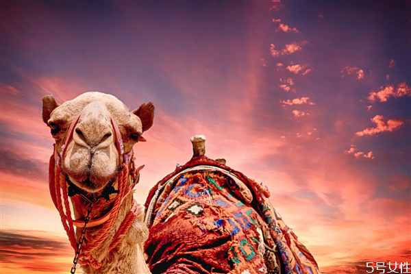 駱駝吃仙人掌為什么不怕刺 駱駝吃仙人掌為什么不怕刺