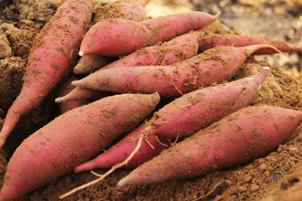 烤紅薯為什么比蒸的甜 水分在作怪 烤紅薯為什么比蒸的甜 水分在作怪