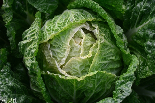 大白菜能和蝦一起吃嗎 可以這樣搭配 大白菜能和蝦一起吃嗎 可以這樣搭配