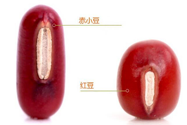 赤小豆和紅豆有什么區(qū)別 赤小豆和紅豆對比圖 赤小豆和紅豆有什么區(qū)別 赤小豆和紅豆對比圖